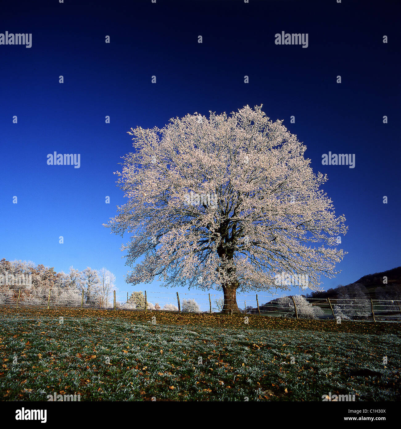 Frankreich, Puy de Dome, Eiche in vier Jahreszeiten, winter Stockfoto