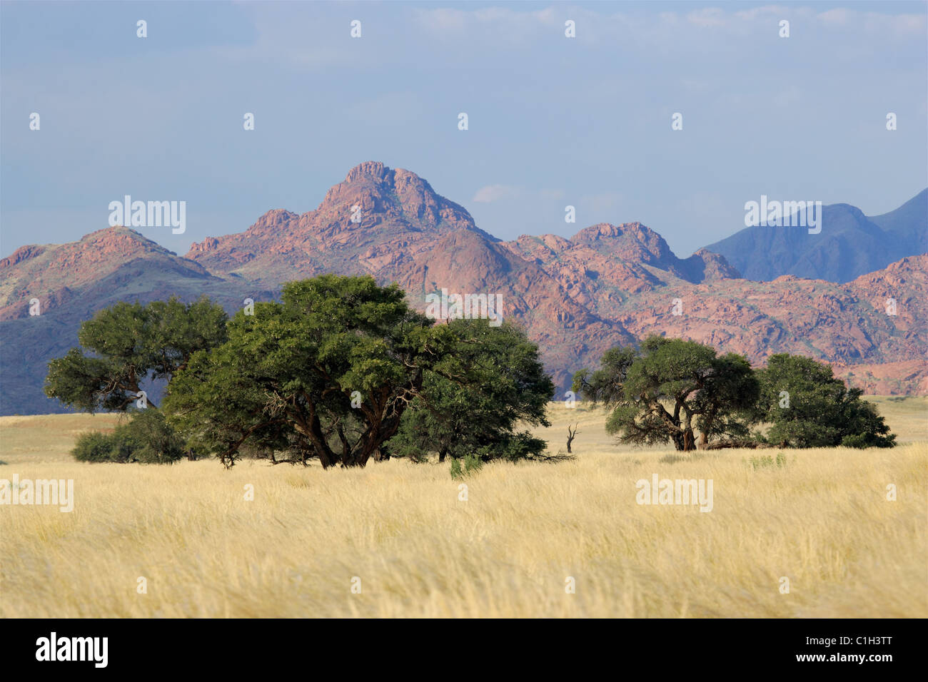 Wüstenlandschaft mit Gräsern und afrikanischen Akazien in der Nähe von Sossusvlei, Namibia, Südliches Afrika Stockfoto