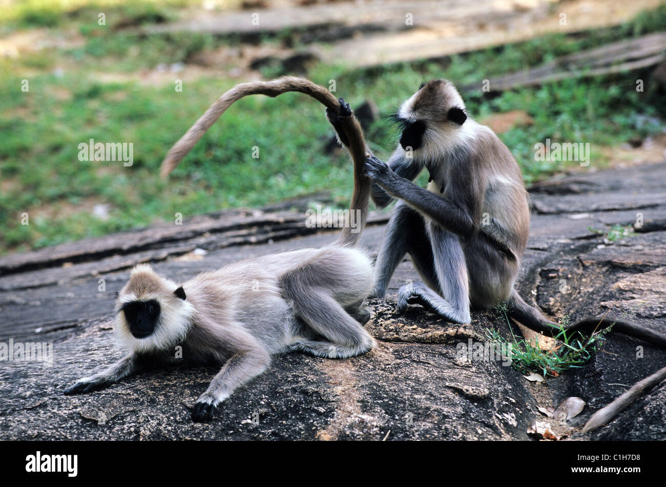 Sri Lanka, Languren-Affen Stockfoto
