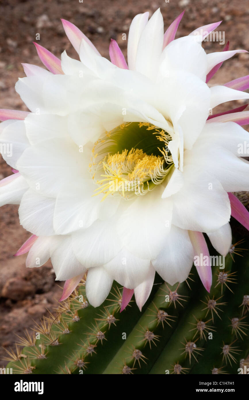 Kaktus Blüte ist der argentinischen Riesen, Echinopsis Candicans, ein original aus Argentinien, jetzt eine Anzeige Kaktus im Südwesten. Stockfoto