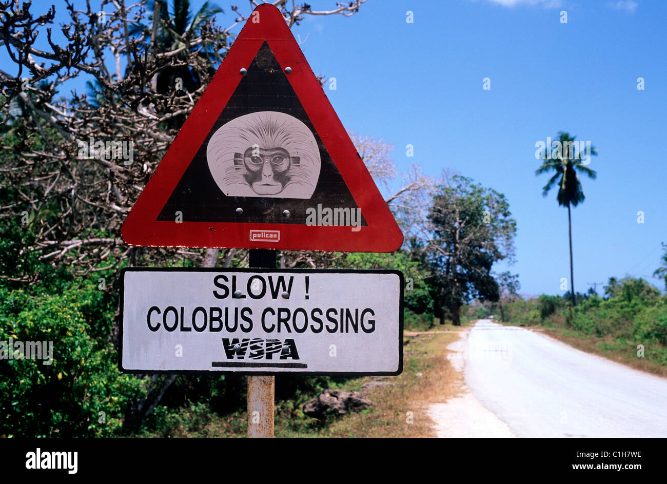 Tansania, Sansibar-Archipel, Unguja Island (Sansibar), das Naturschutzgebiet des Jozani, die roten Colobus-Affen Stockfoto