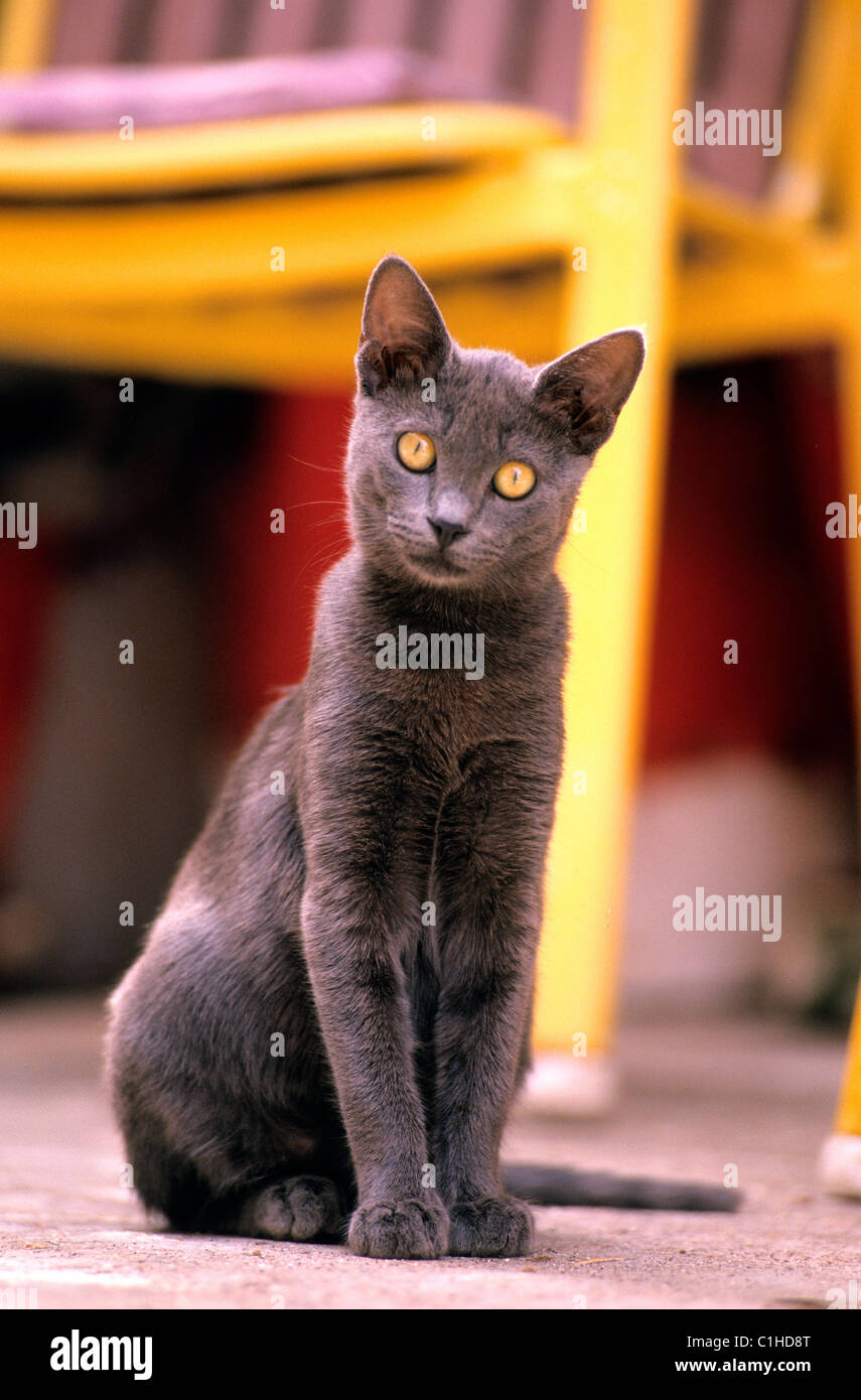 Blick auf das Objektiv Katze Stockfoto