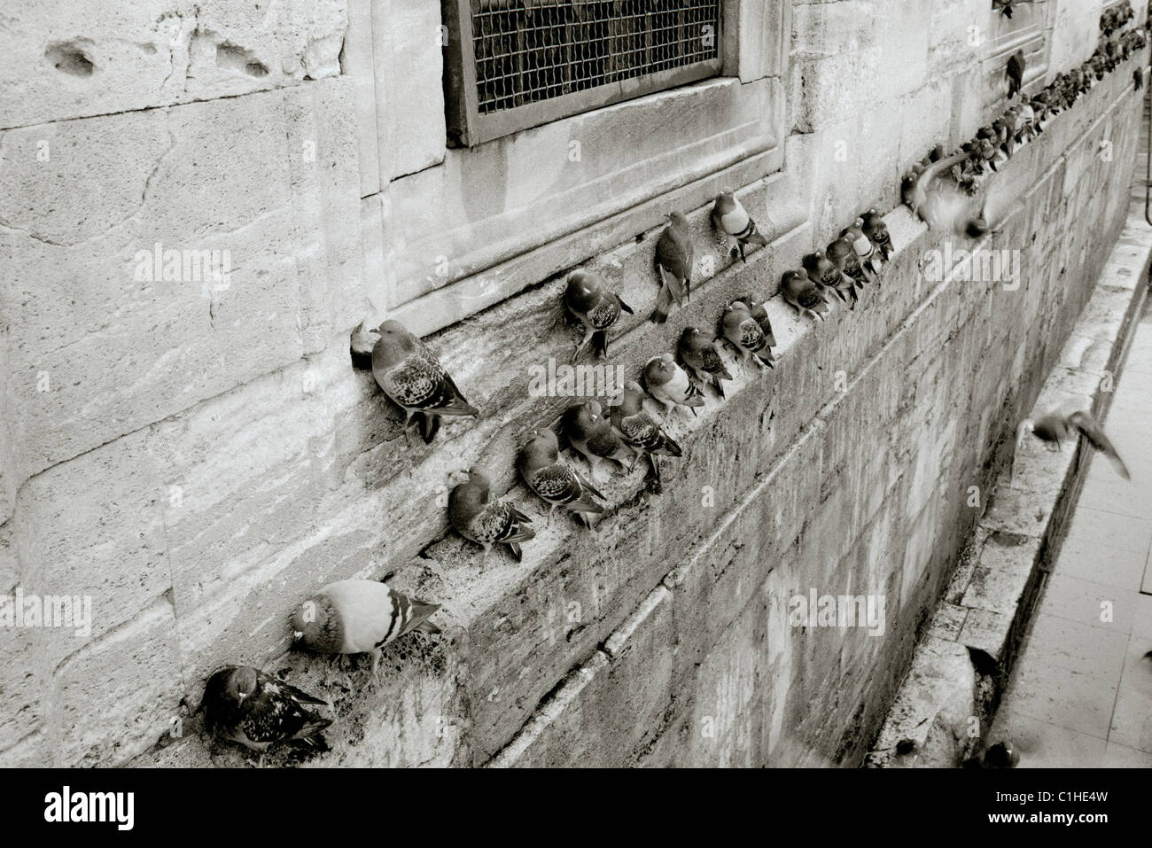 Dokumentarische Fotografie - Tauben in der Neuen Moschee in Istanbul in der Türkei im Nahen und Mittleren Osten. Taube Vogel Vögel Ungeziefer Stockfoto