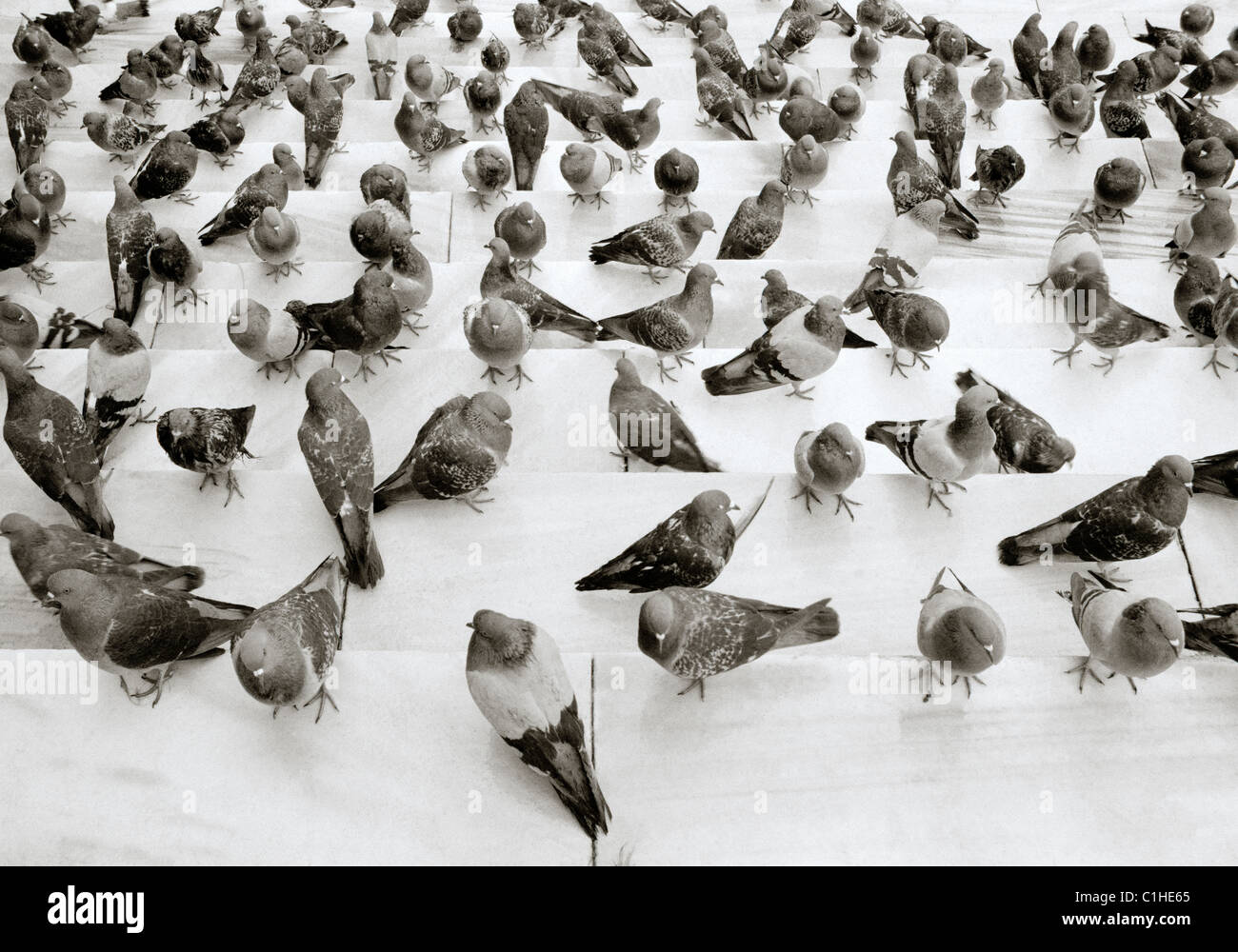 Tauben in Istanbul in der Türkei Naher Osten Asien. Vogel Vögel Ungeziefer Stockfoto