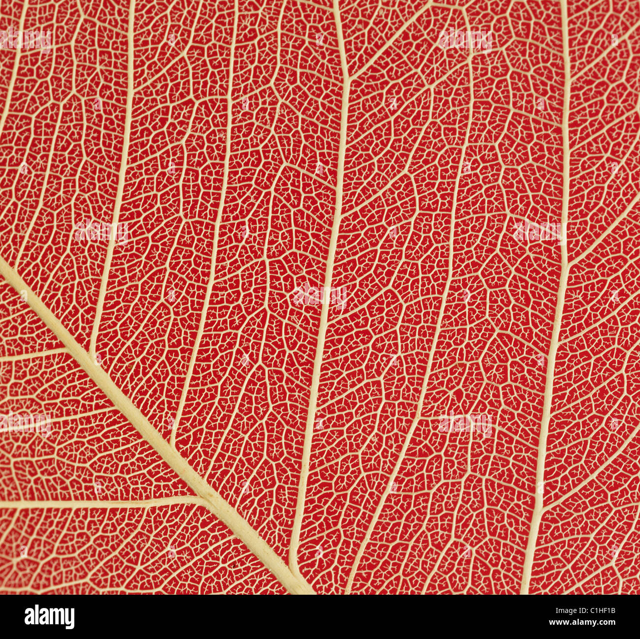 Blatt-detail Stockfoto