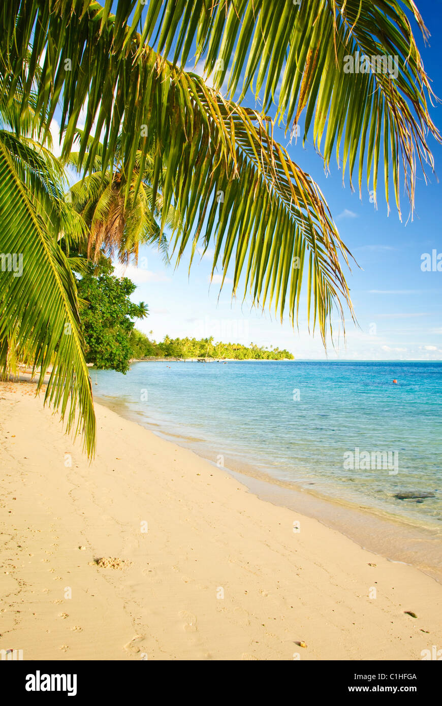 tropischer Strand in Französisch-Polynesien Stockfoto