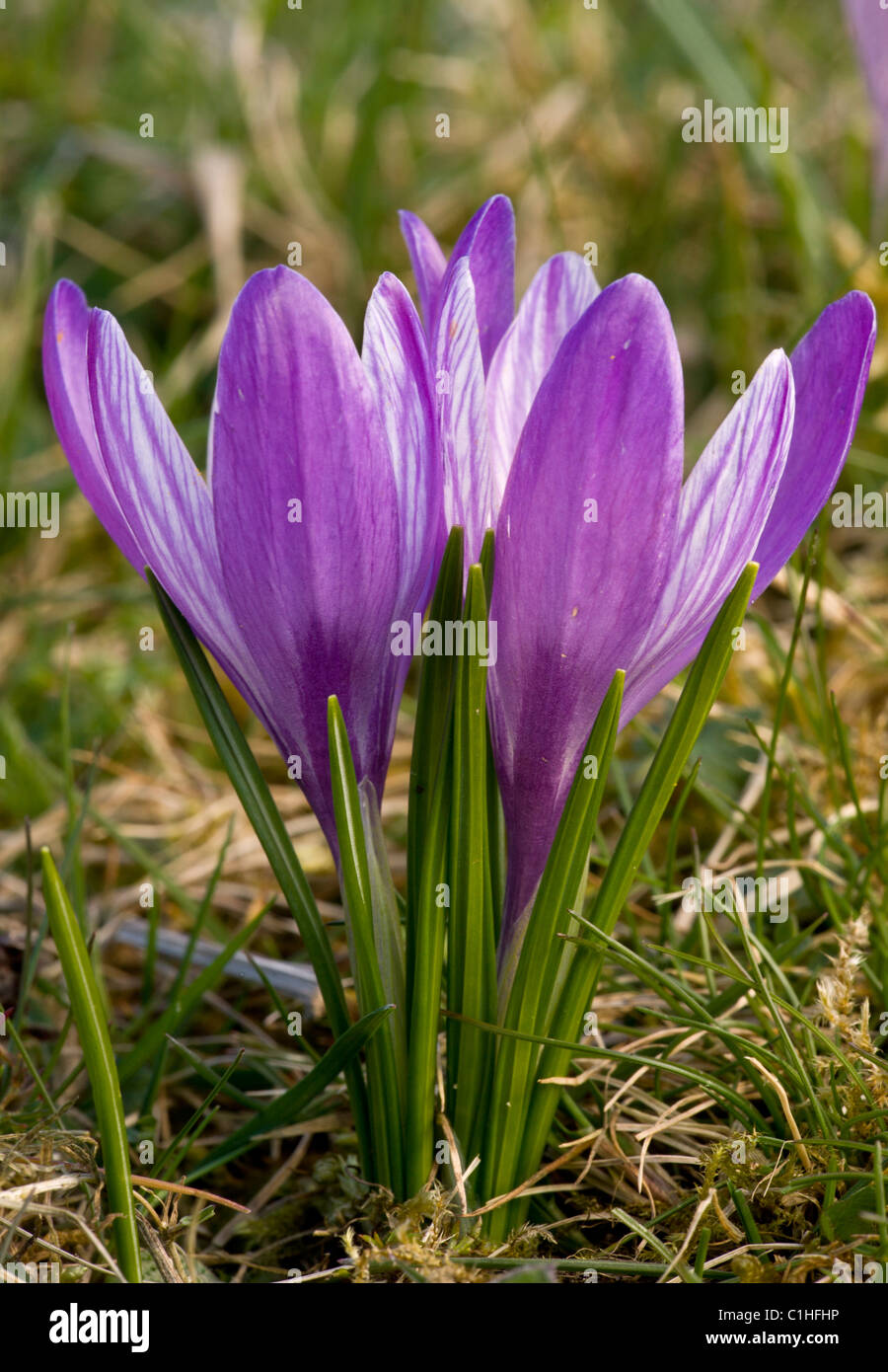 Frühlings-Krokus, Crocus Vernus in Inkpen Crocus Feld SSSI, Berkshire. Stockfoto
