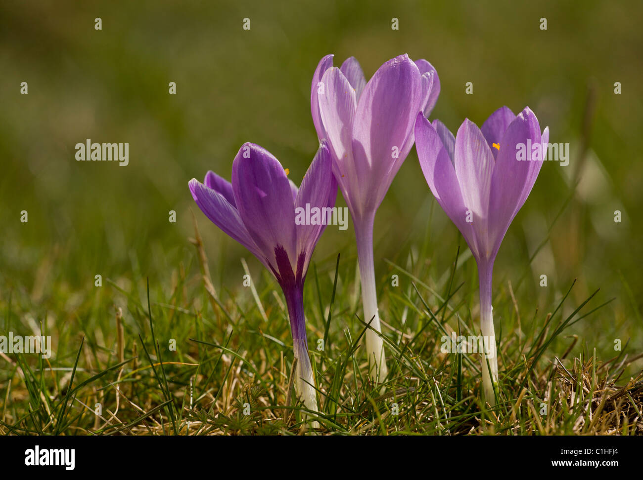 Frühlings-Krokus, Crocus Vernus in Inkpen Crocus Feld SSSI, Berkshire. Stockfoto