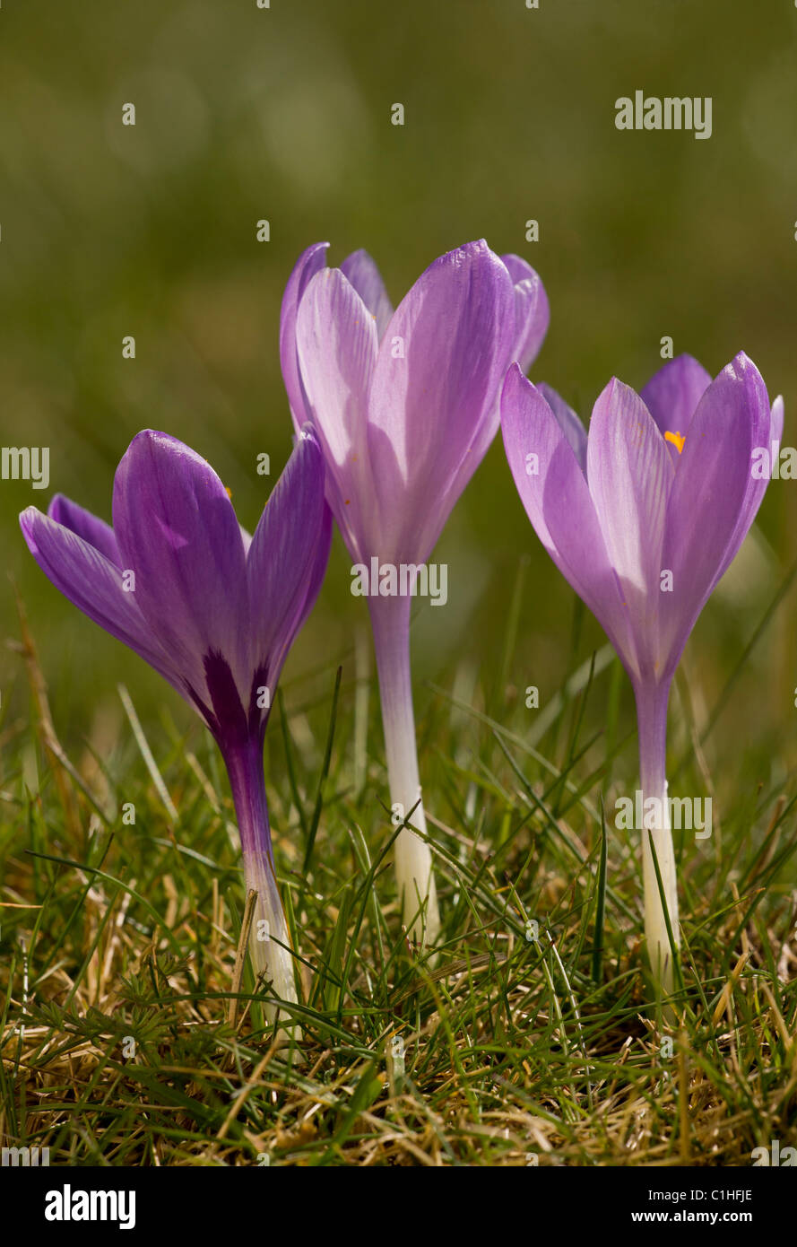 Frühlings-Krokus, Crocus Vernus in Inkpen Crocus Feld SSSI, Berkshire. Stockfoto