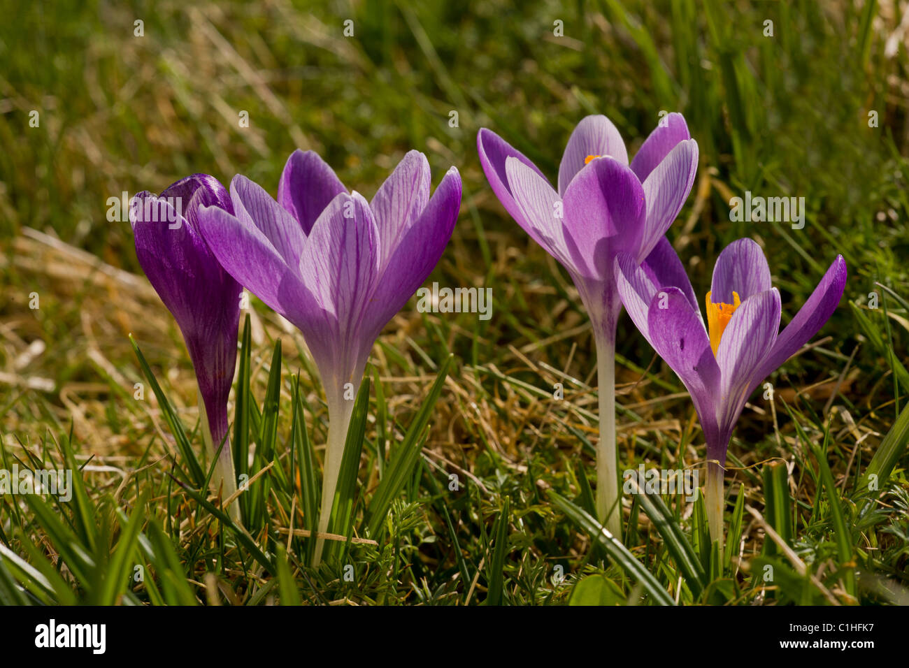 Frühlings-Krokus, Crocus Vernus in Inkpen Crocus Feld SSSI, Berkshire. Stockfoto