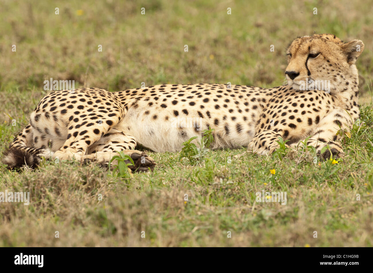 Stock Foto von einem männlichen Gepard Verlegung auf die kurze Grasebenen des Serengeti-Ökosystems. Stockfoto