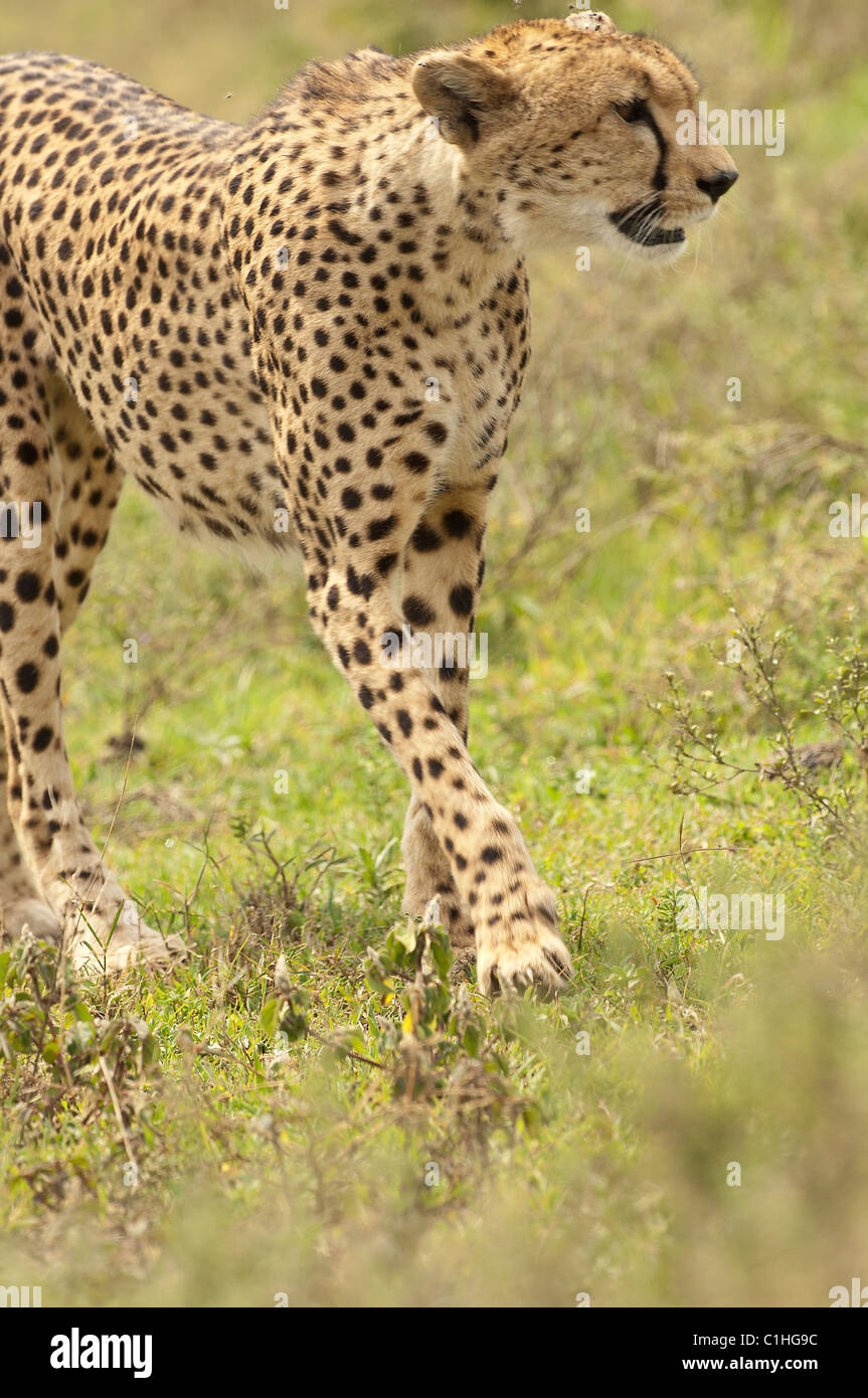 Stock Foto von einem Geparden zu Fuß über die kurze Grasebenen des Serengeti-Ökosystems Stockfoto