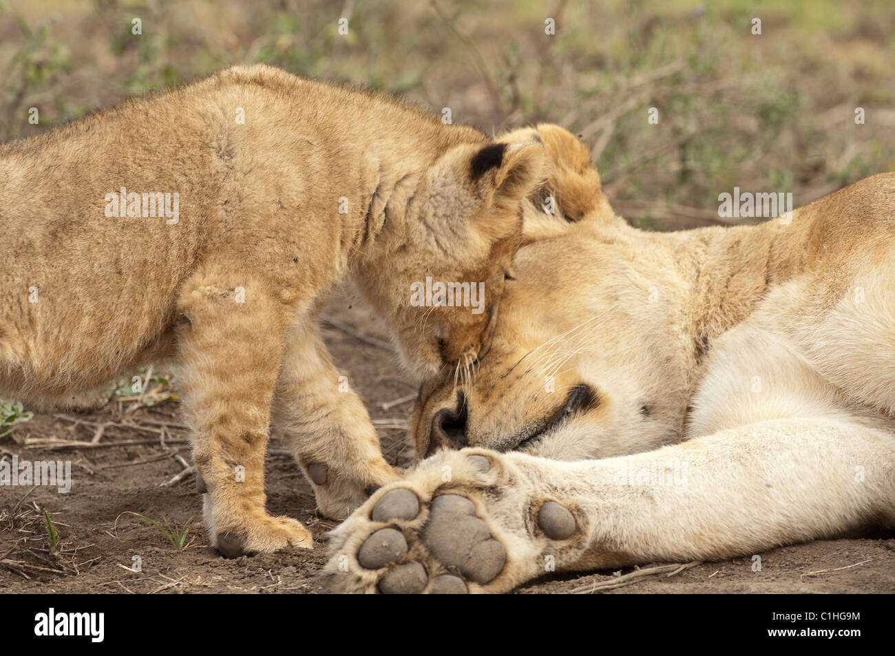Stock Foto von ein Löwenjunges Gruß an seine Mutter. Stockfoto