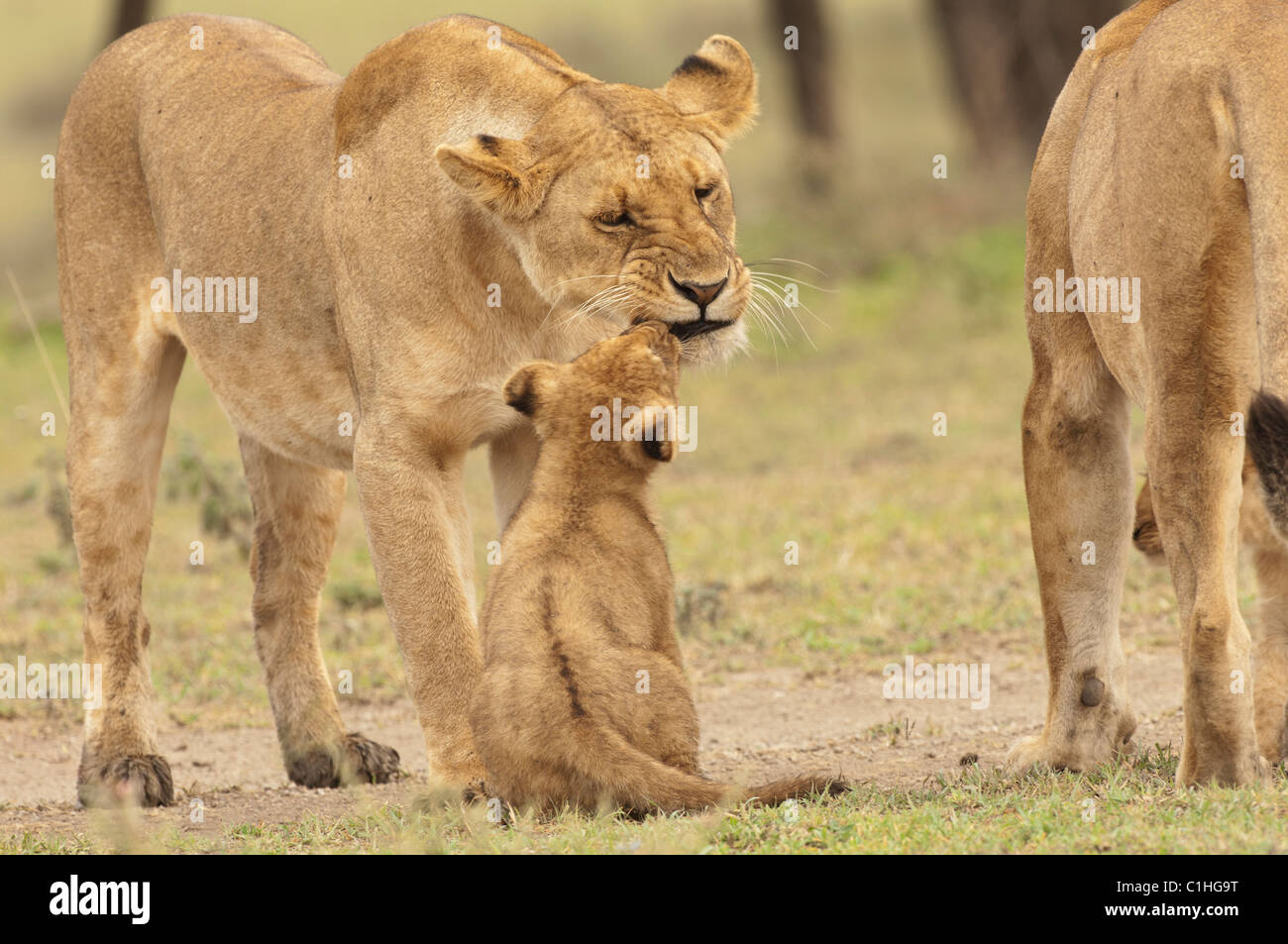 Stock Foto von ein Löwenjunges Gruß an seine Mutter. Stockfoto