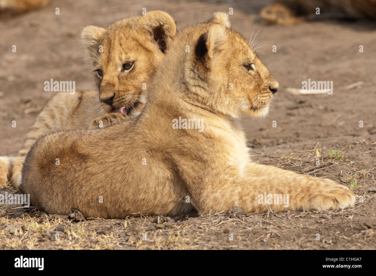 Stock Foto von zwei Löwenbabys zusammen hängen. Stockfoto