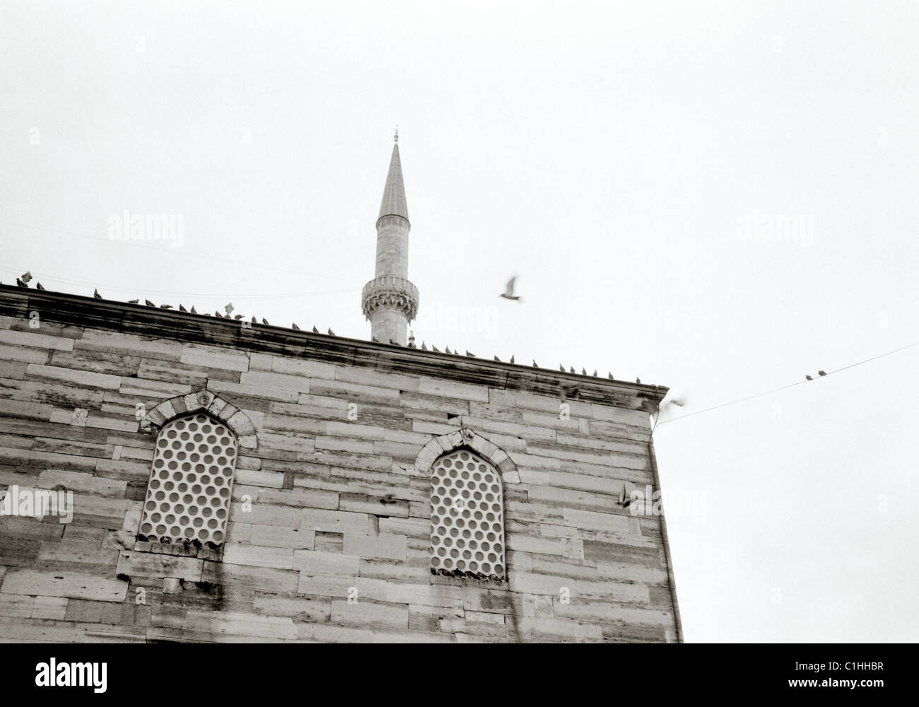 Tauben auf der neuen Moschee Yeni Camii in Istanbul in der Türkei im Nahen Osten Asien. Geschichte Architektur Islam islamische Gebäude Religiöse Reisen Stockfoto