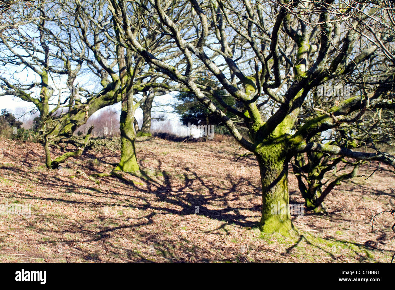 Eiche auf der Quantock Hills, West Somerset, England Stockfoto