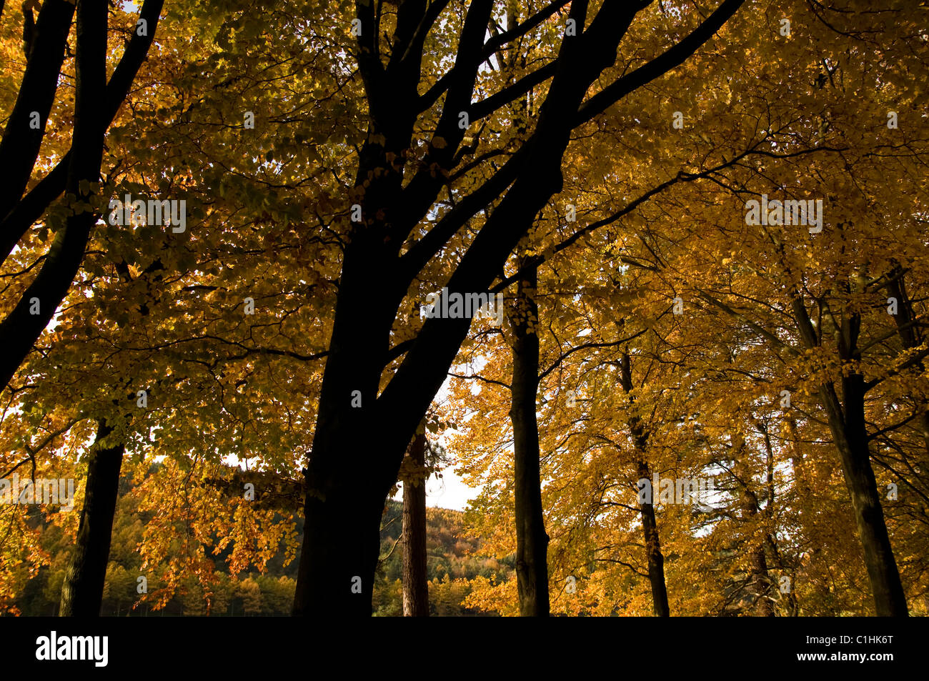 Licht in den Baumkronen Stockfoto