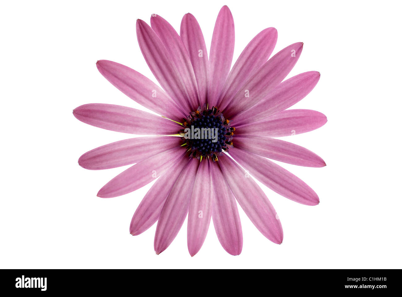 Blume, lila, Farbe, Flora, Blütenblatt, weißer Hintergrund, Frieden, Frühling, rosa Blume, Blütenblätter, Pollen, Osteospermum Stockfoto