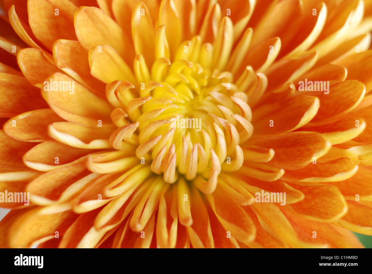 gelb orange Gerbera Blume, Nahaufnahme, Makro, gelbe Blume, Gerbera, Pollen, gelbe Blüten, orange Blüten Stockfoto