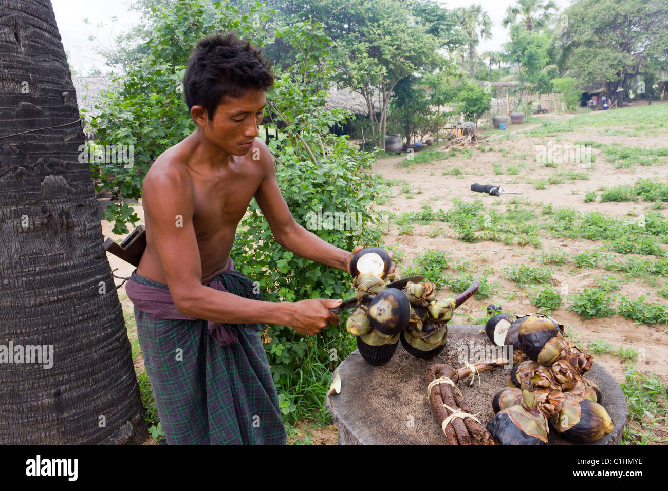 Mann Schneiden Früchte aus Palmyra oder Toddy Palm-Geräte in der Nähe von Bagan, Myanmar Stockfoto