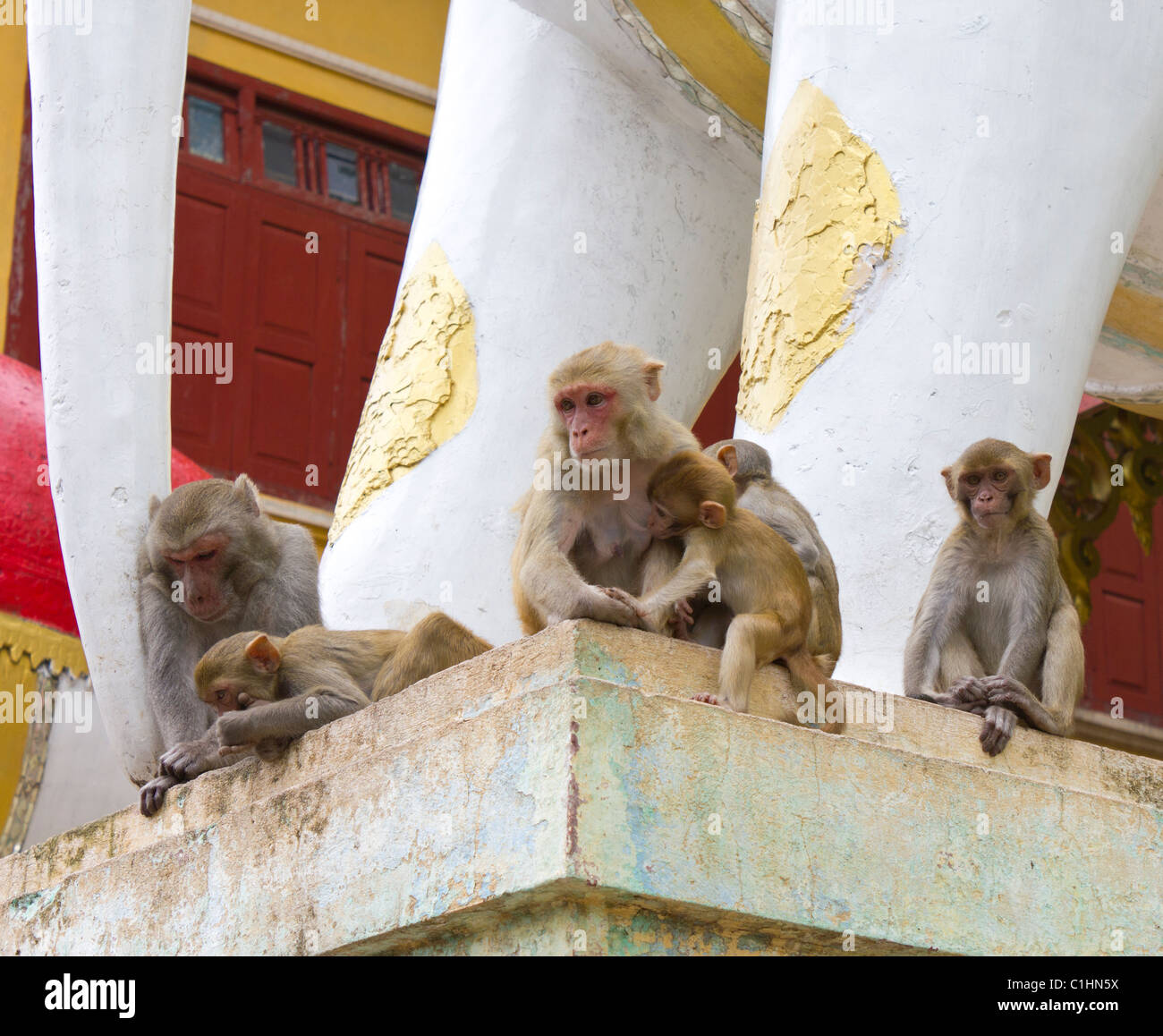 Makaken Affen mit Kleinkind, Taung Kalat, Mount Popa, Myanmar Stockfoto