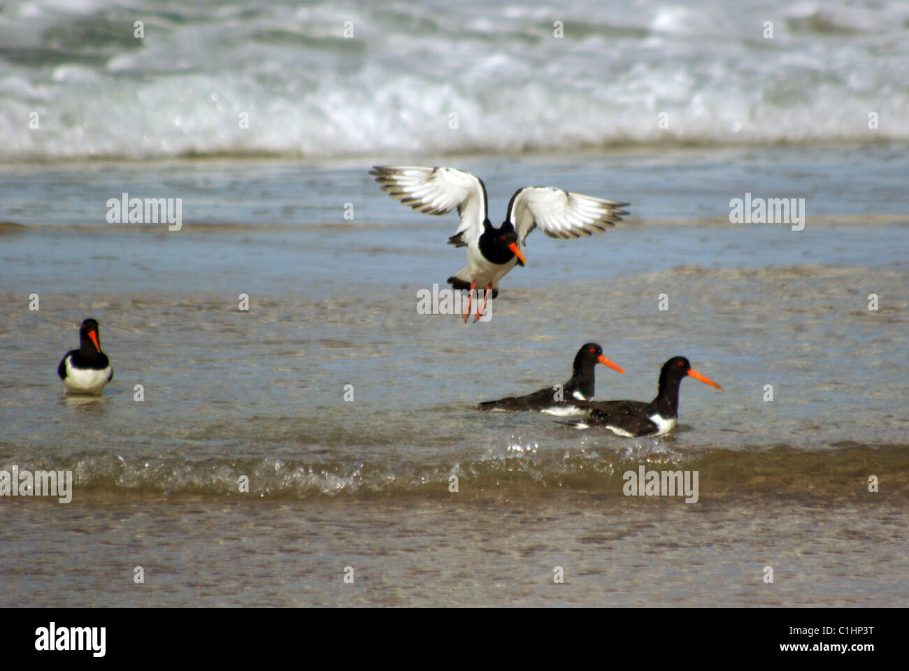 Oyster Catcher am Ufer Stockfoto
