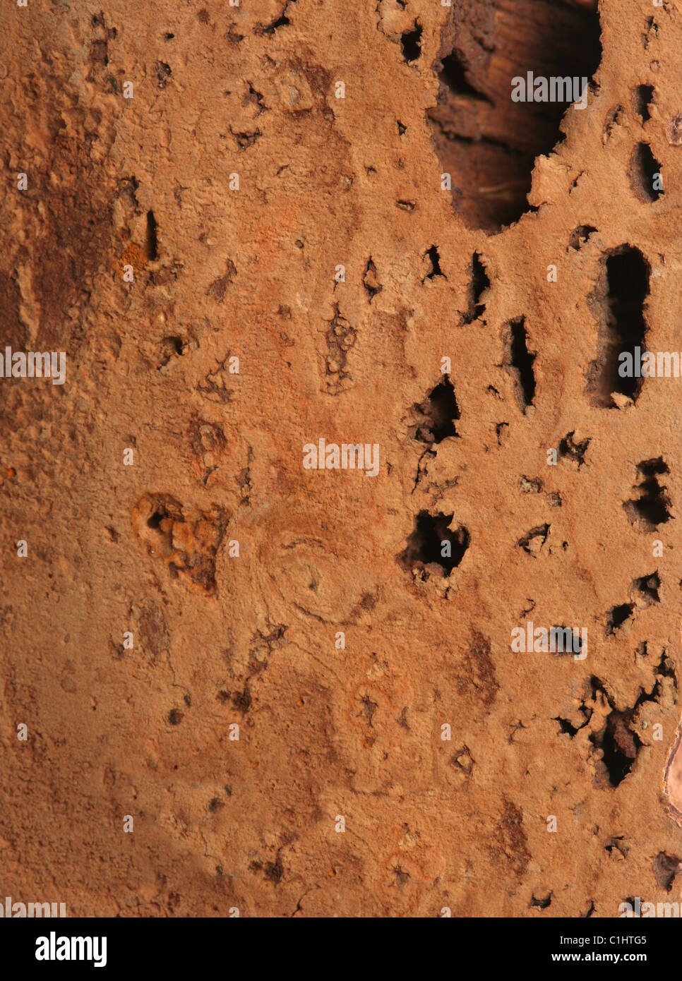 Kork-Eiche Rinde Textur Stockfoto