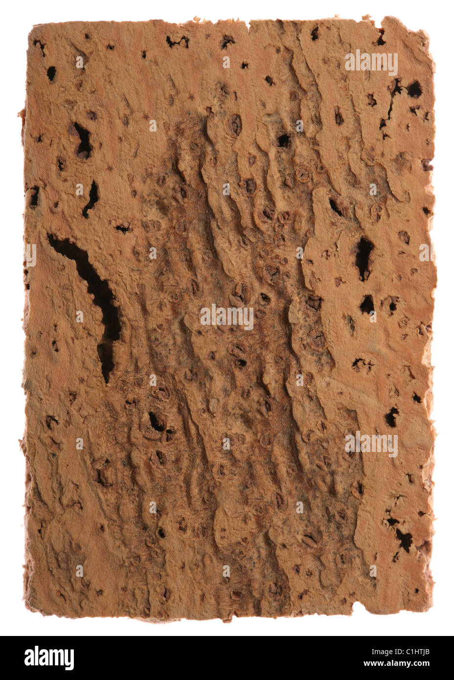 Kork-Eiche Rinde Textur Stockfoto