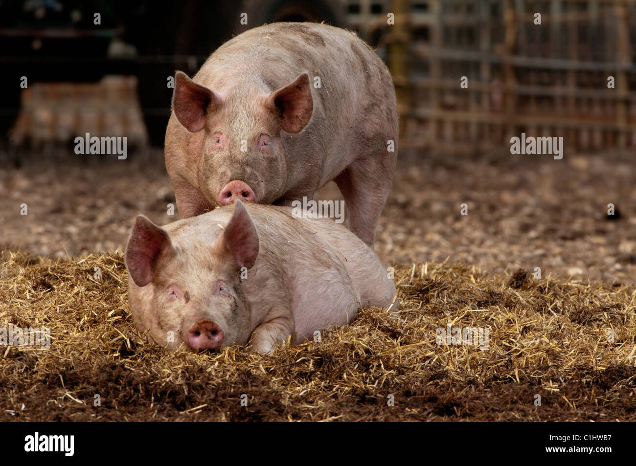 Paar von Schweinen auf einem Bauernhof in Norfolk. Stockfoto