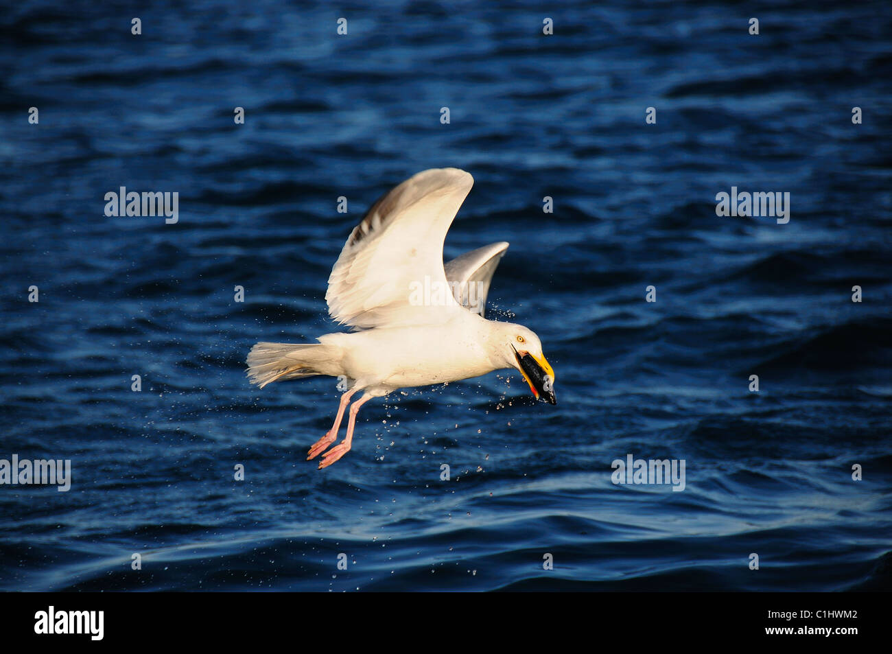 Silbermöwe mit Fisch von der Küste von Dorset. Dorset, UK Juli 2009 Stockfoto