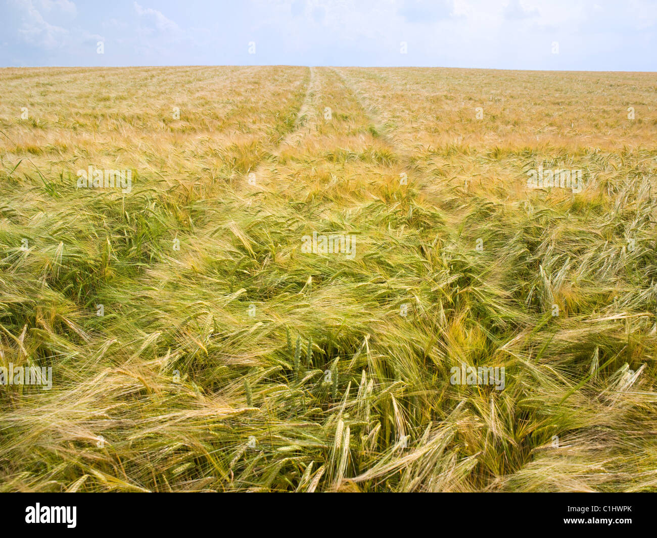 Mais-Feld, Kochelsee, Bayern, Deutschland, Europa Stockfoto