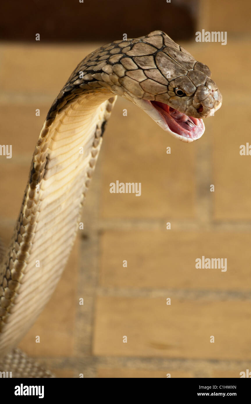 King Cobra, die weltweit längste Giftschlange, (Ophiophagus Hannah) Stockfoto