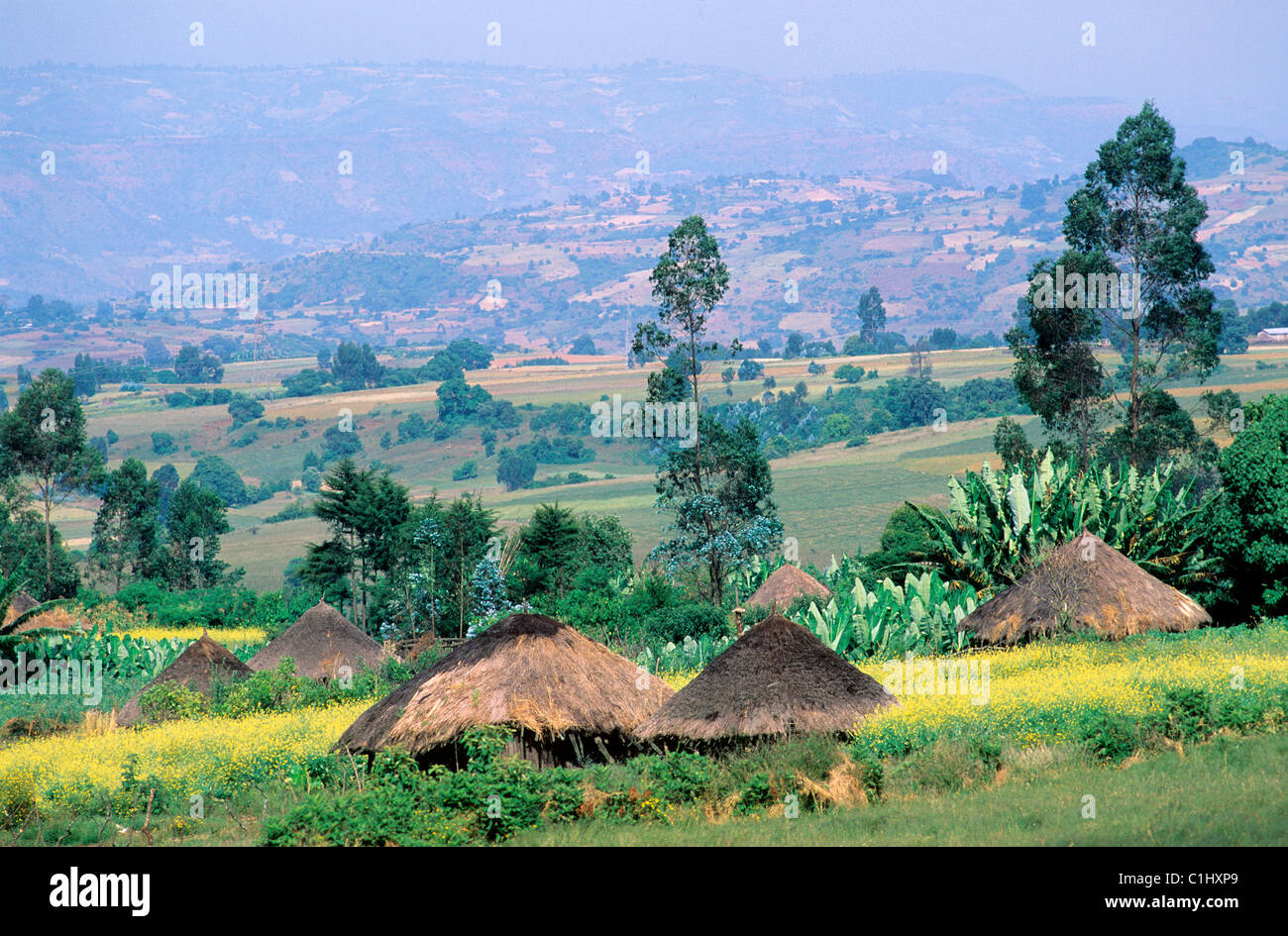 Äthiopien, Shoa Zustand, Oromo Dorf Stockfoto