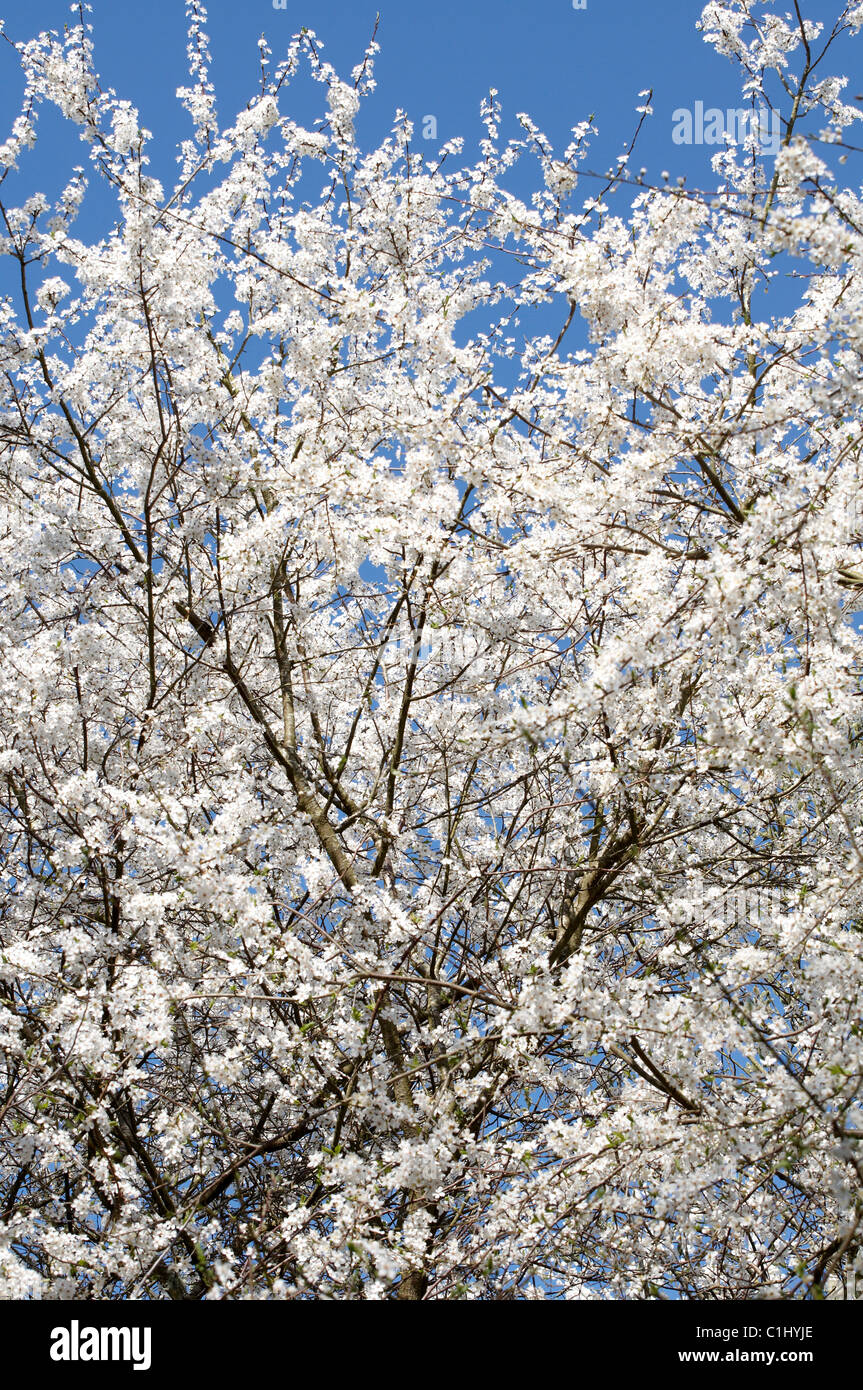 Prunus Cerasifera ist eine Art von Pflaume, bekannt durch die gemeinsamen Namen Cherry Plum und Myrobalan-Pflaume. Es ist in Europa heimisch. Stockfoto