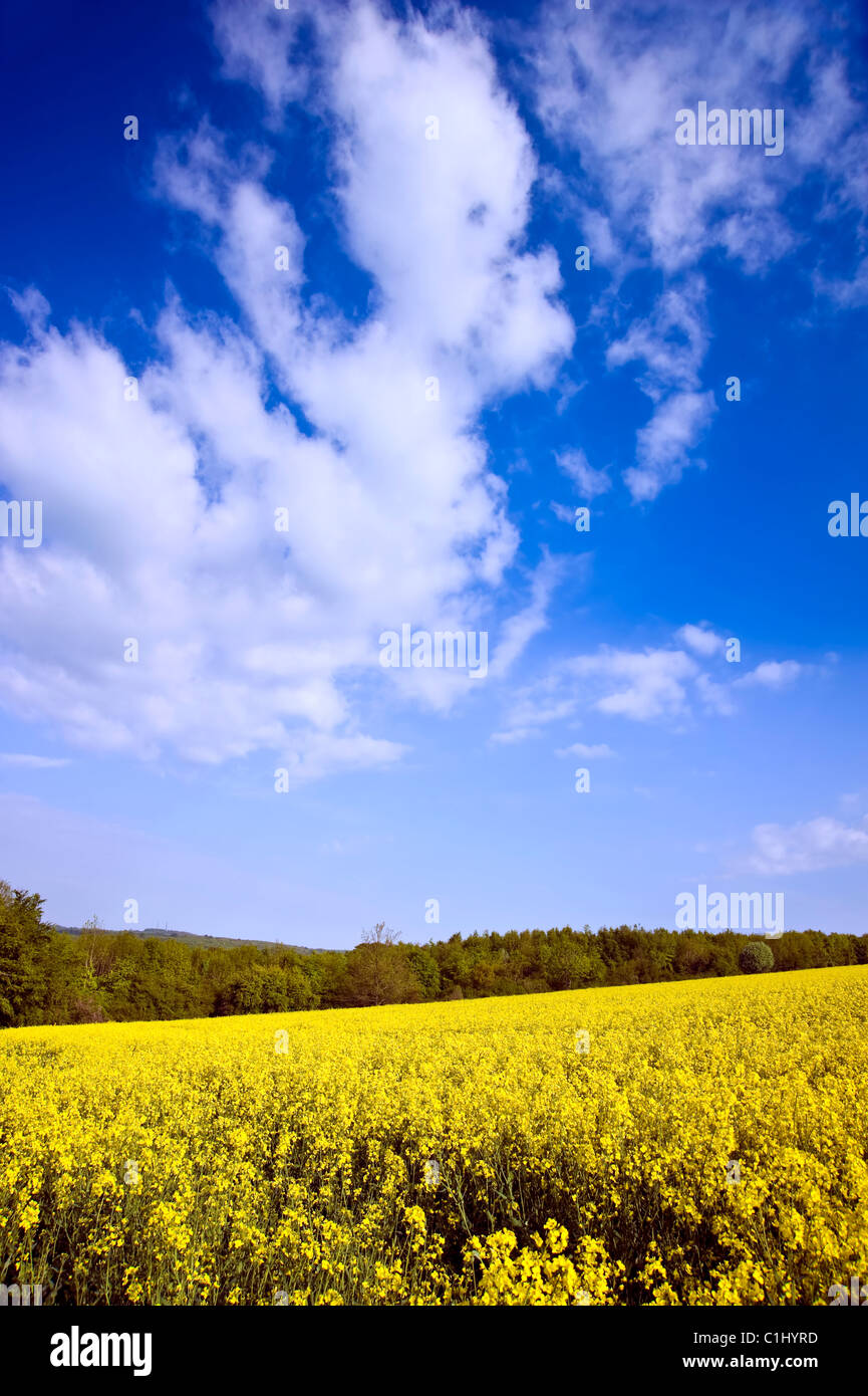 Gelbes Öl Rapsfelder im englischen Landschaftsgarten vor blauem Himmel mit flauschigen weißen Wolken Stockfoto