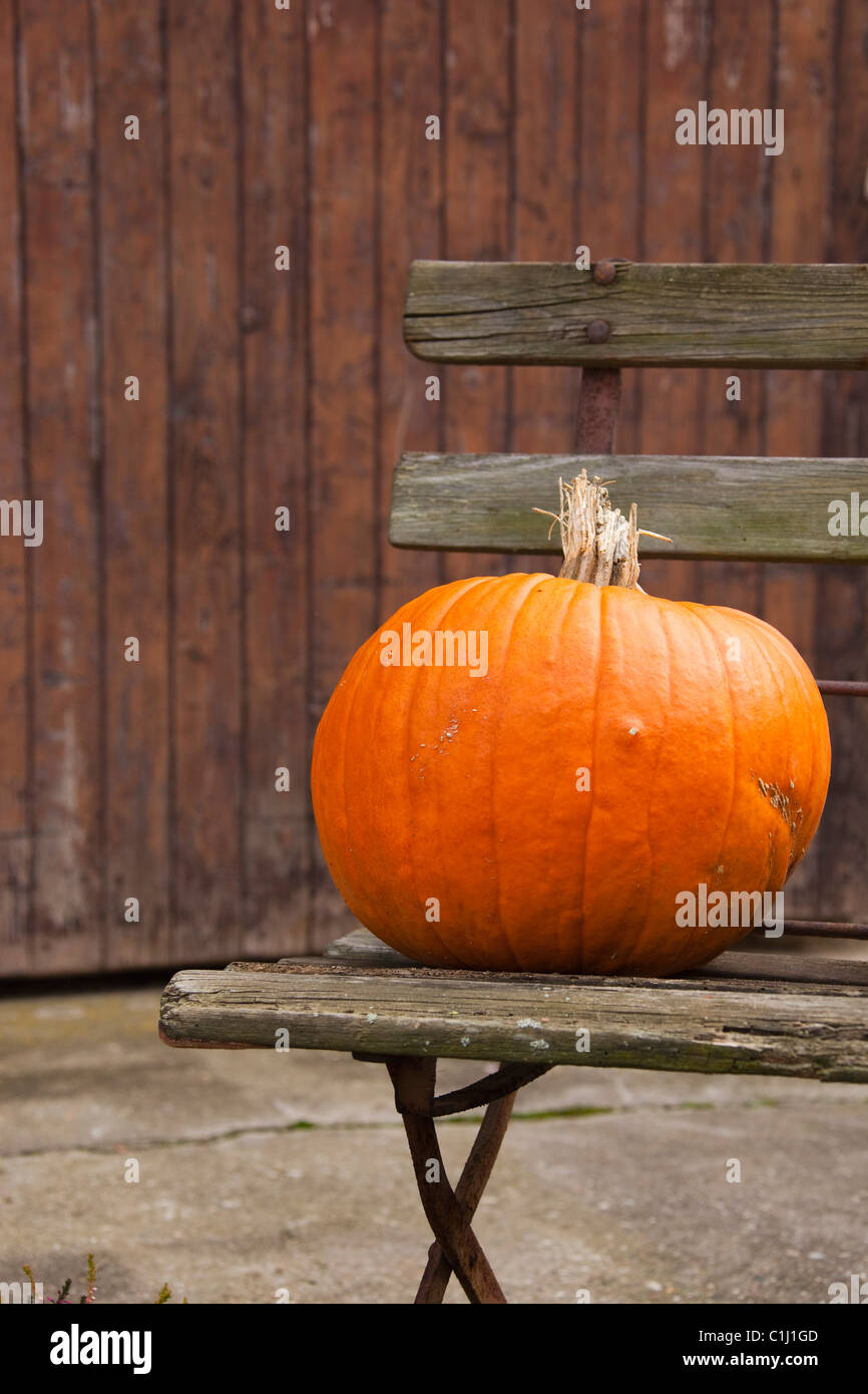 Kürbis auf Gartenbank Stockfoto