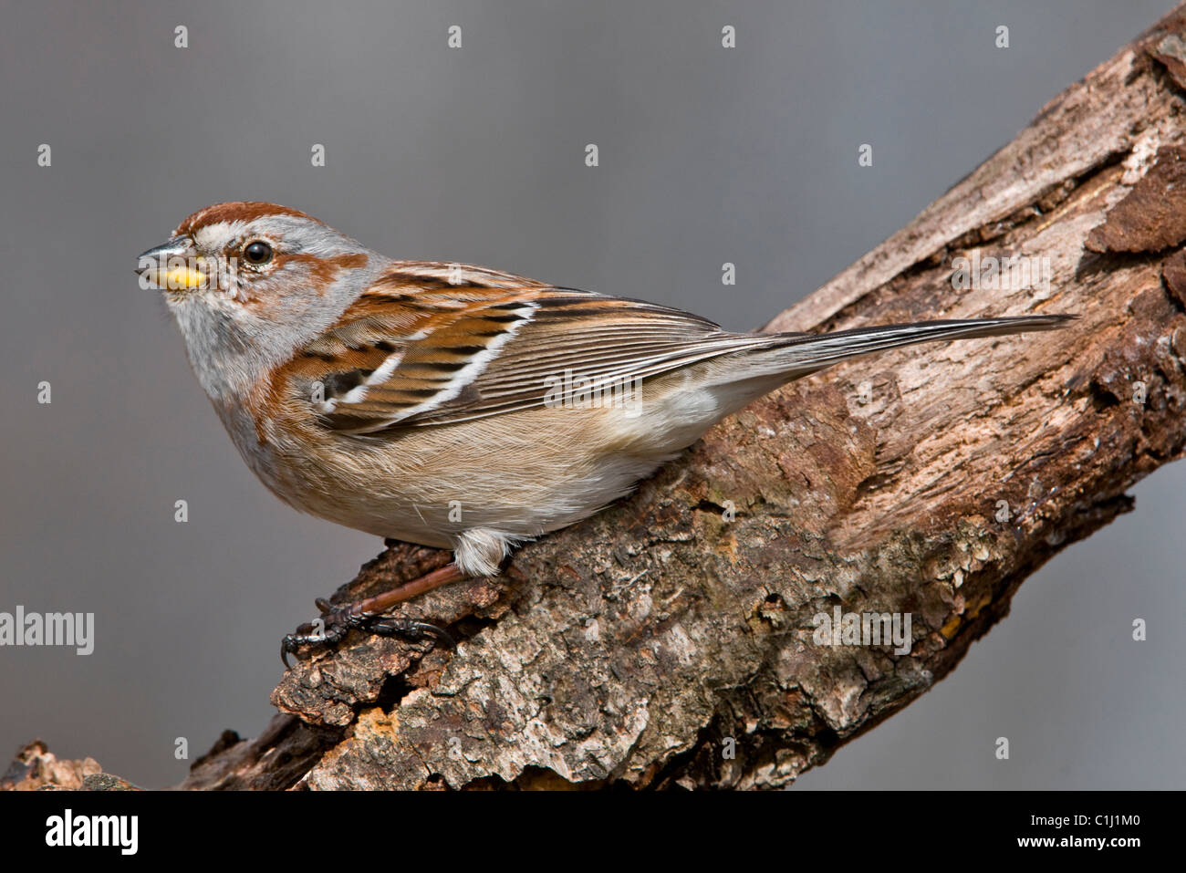 American Tree Sparrow Spizella Arborea männlichen östlichen Nordamerika Stockfoto