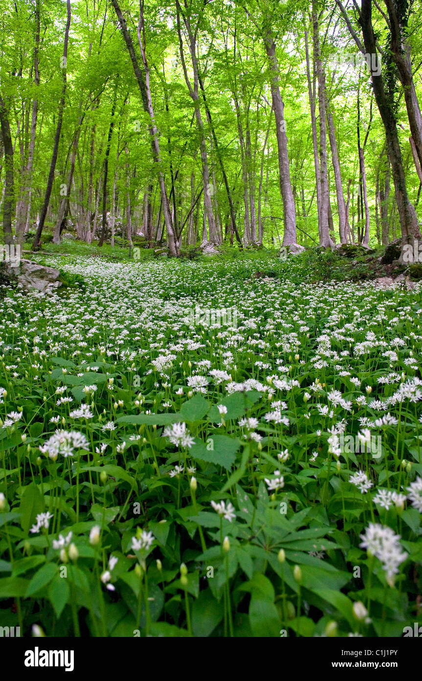 Soca-Tal, Slowenien Stockfoto