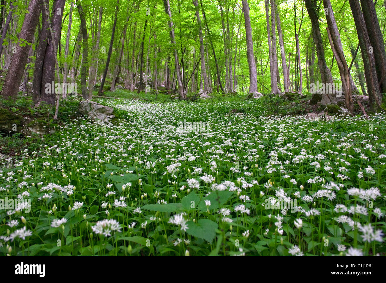 Soca-Tal, Slowenien Stockfoto