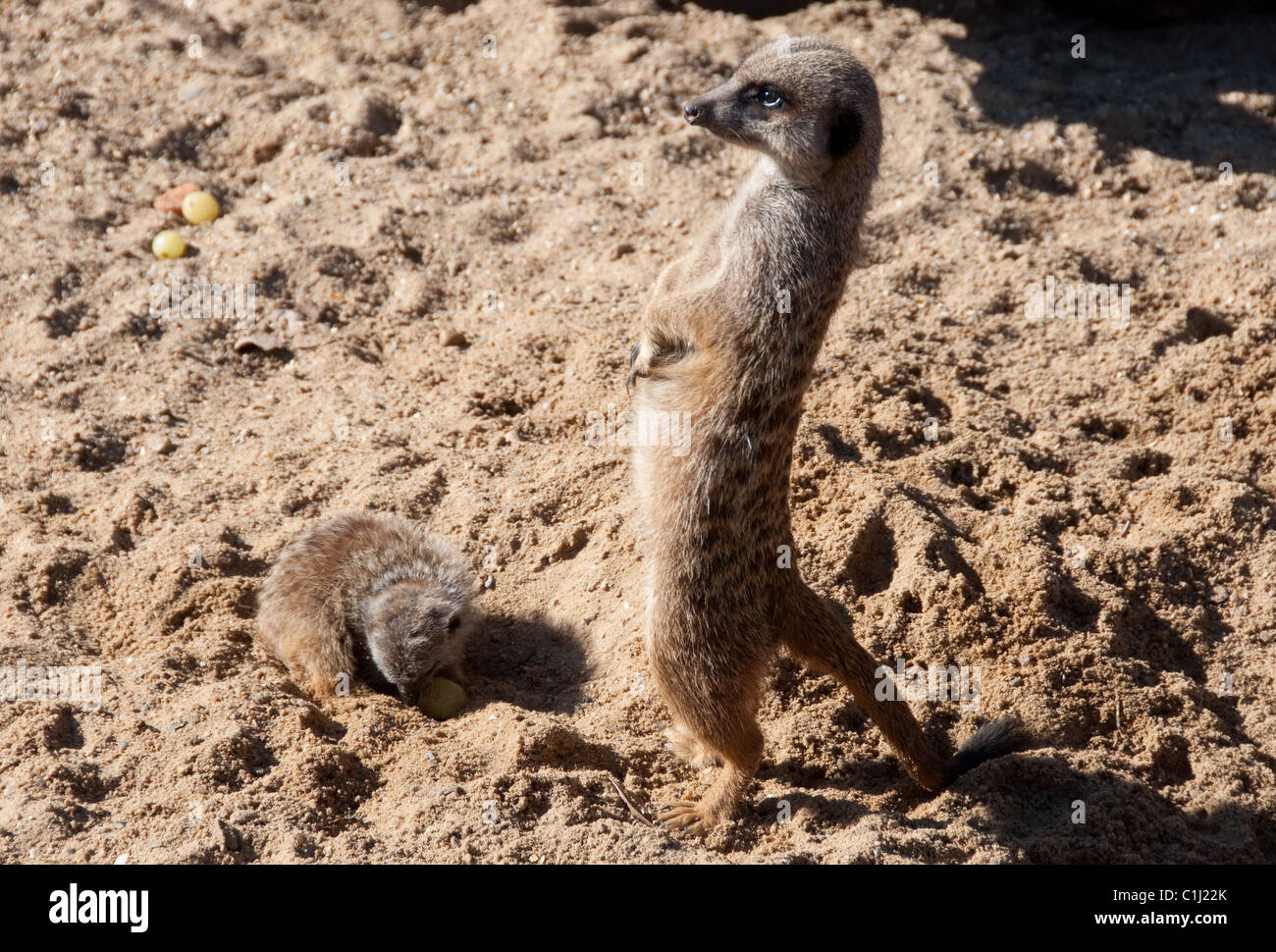 Eine Erwachsene Meercat und ihr Baby in der Frühlingssonne zu graben. Stockfoto