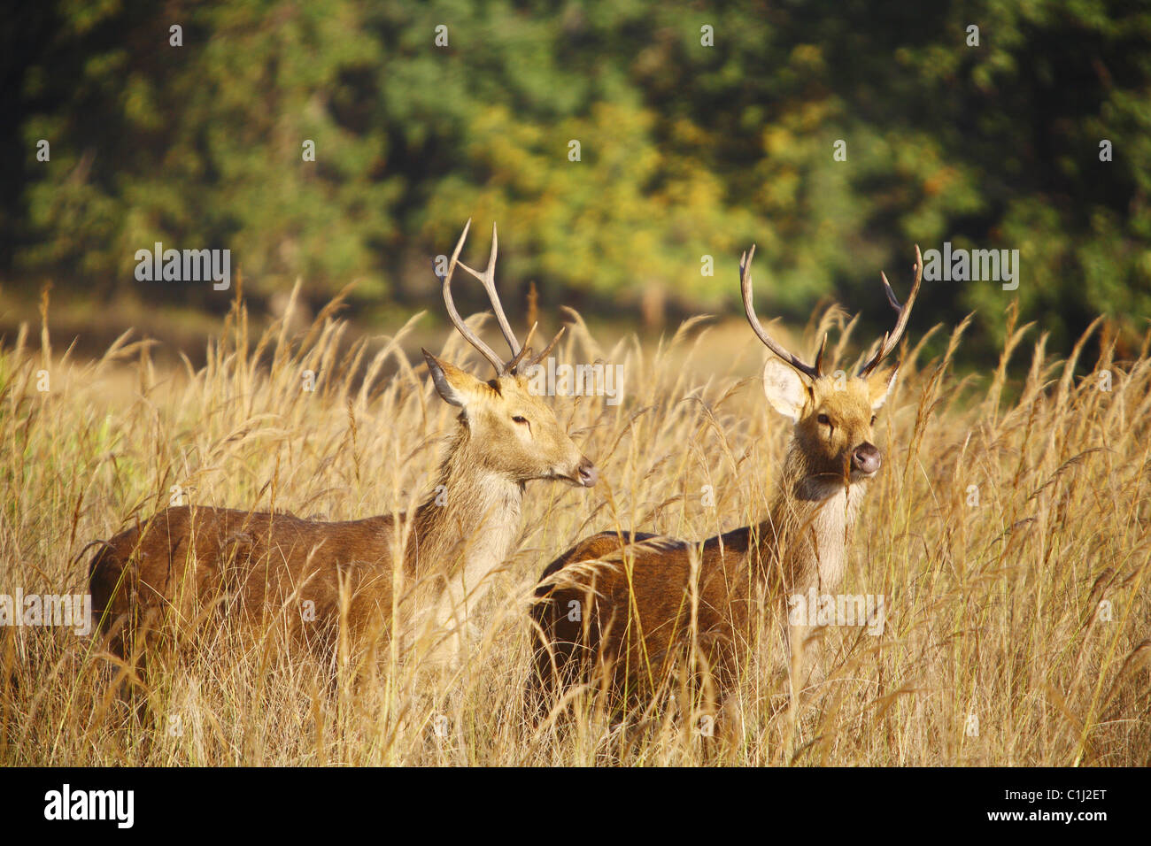 2 männliche Barahsinga Hirsch, Swamp Deer (Cervus Duavcelli Branderi) harten Boden Barahsinga Kanha National Pakr, Madhya Predesh Inadia Stockfoto