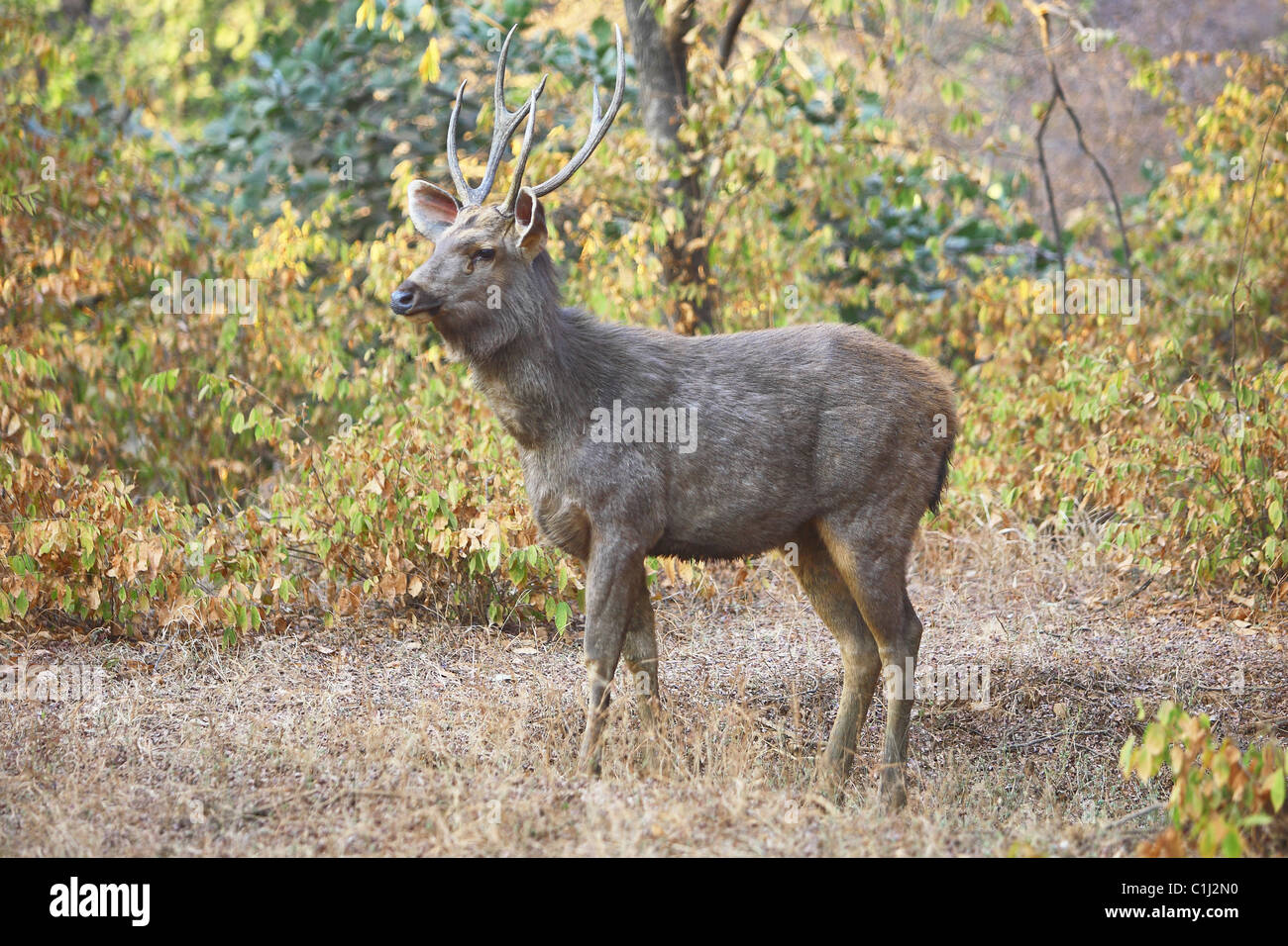 Sambar Deer (Cervus unicolor) von Kanha National Pakr, Madhya Predesh Indien Stockfoto