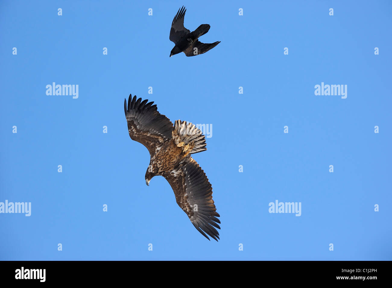 Seeadler und Raven, Kvaloy, Malangen, Troms, Norwegen Stockfoto