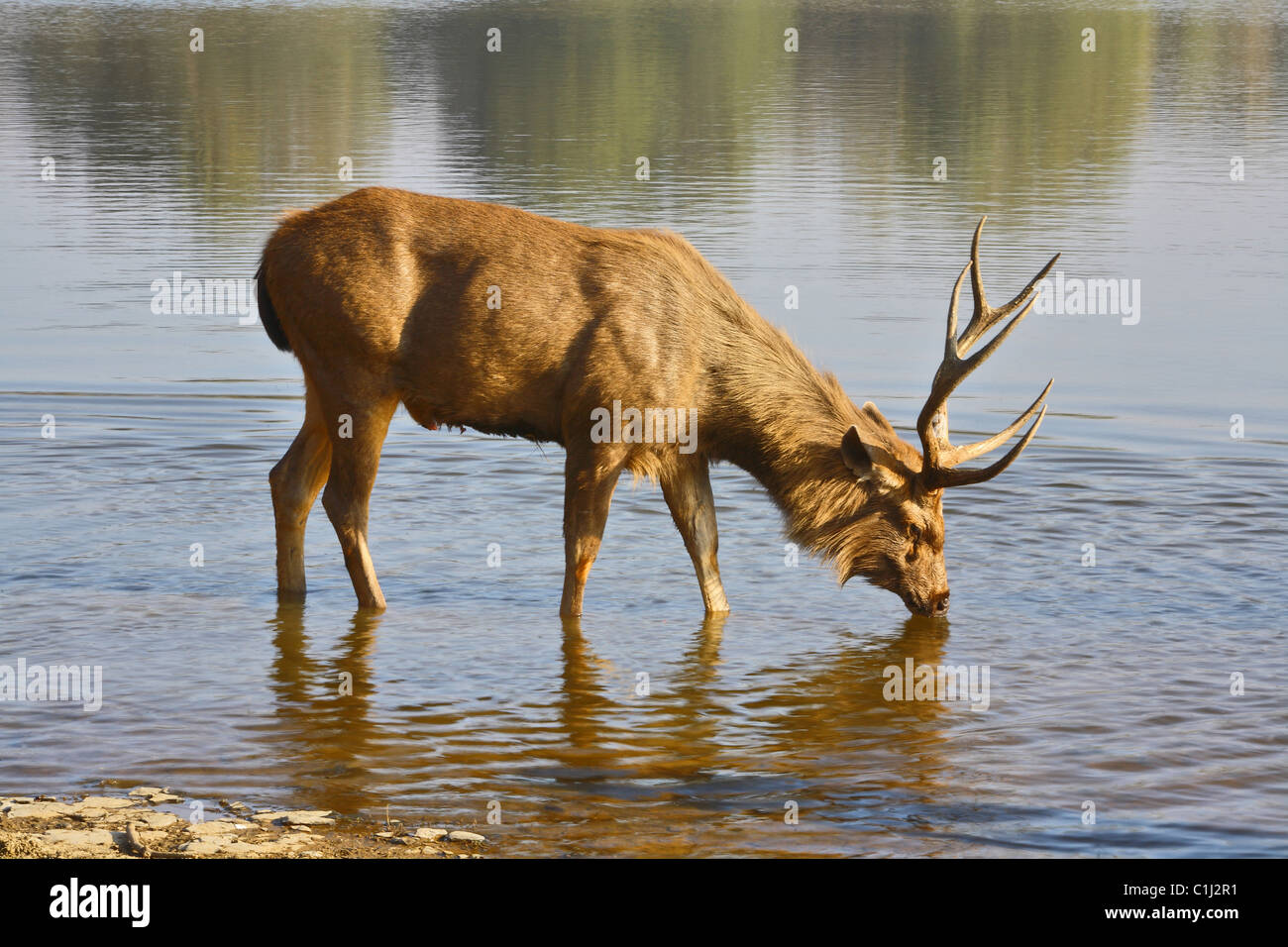 Sambar Deer (Cervus unicolor) Trinkwasser aus Ranathambhore nationalen Pakr, Rajasthan Indien Stockfoto