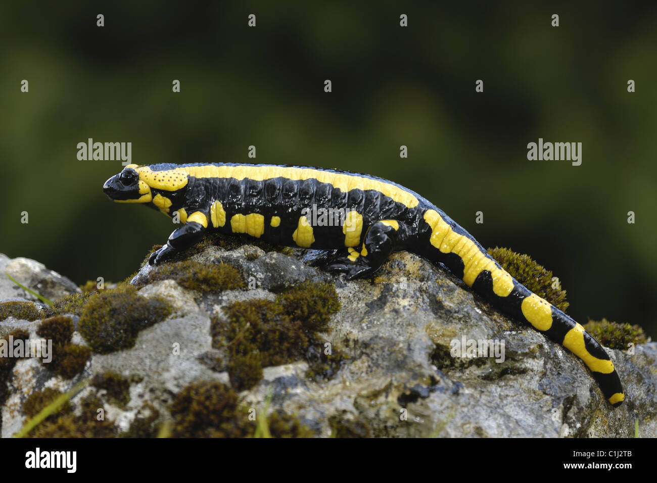 Feuersalamander Stockfoto