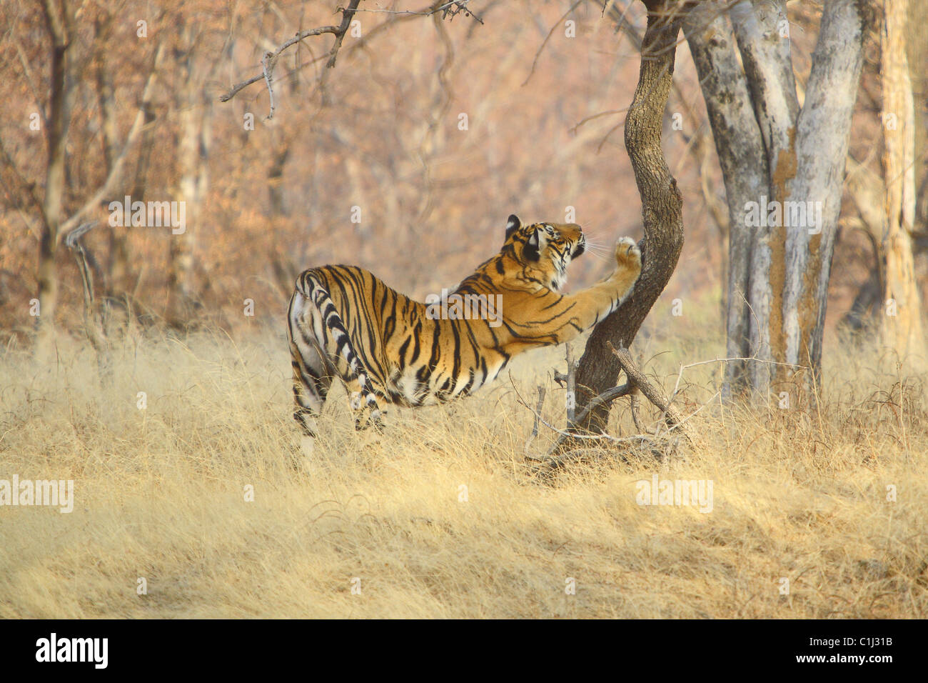 Tiger, Panthera Tigris Dehnung auf dem Baum von Ranthambore Nationalpark, Rajasthan, Indien Stockfoto