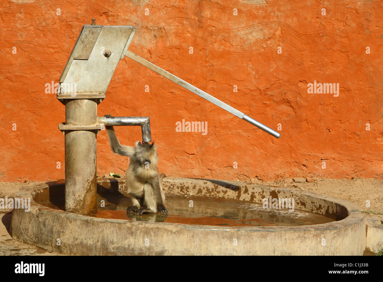 Hanuman-Languren (Presbytis Entellus) Trinkwasser von der Wasserpumpe außerhalb Ranathambhore nationalen Pakr, Rajasthan Indien Stockfoto