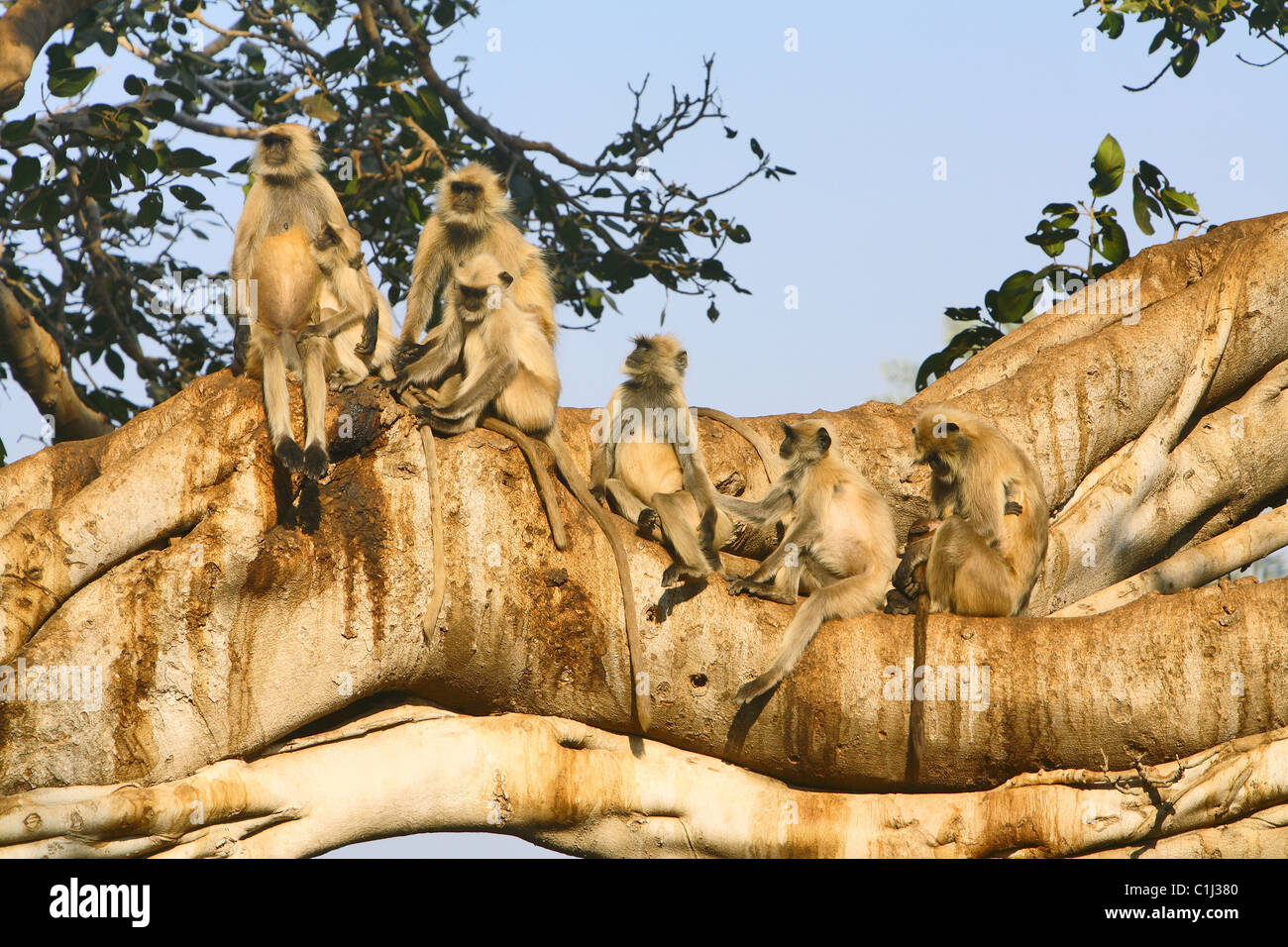 Hanuman Languren (Presbytis Entellus) sitzen auf dem Baum am Ranathambhore National Park Rajasthan Indien. Stockfoto