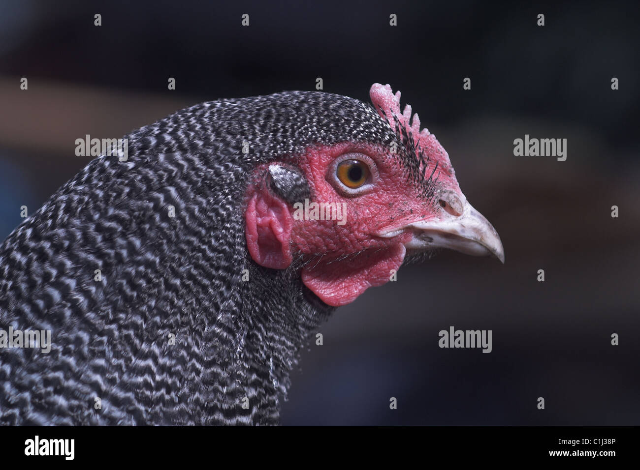 Plymouth Rock Chicken ausgeschlossen Stockfoto